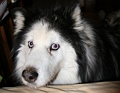 Our Pets